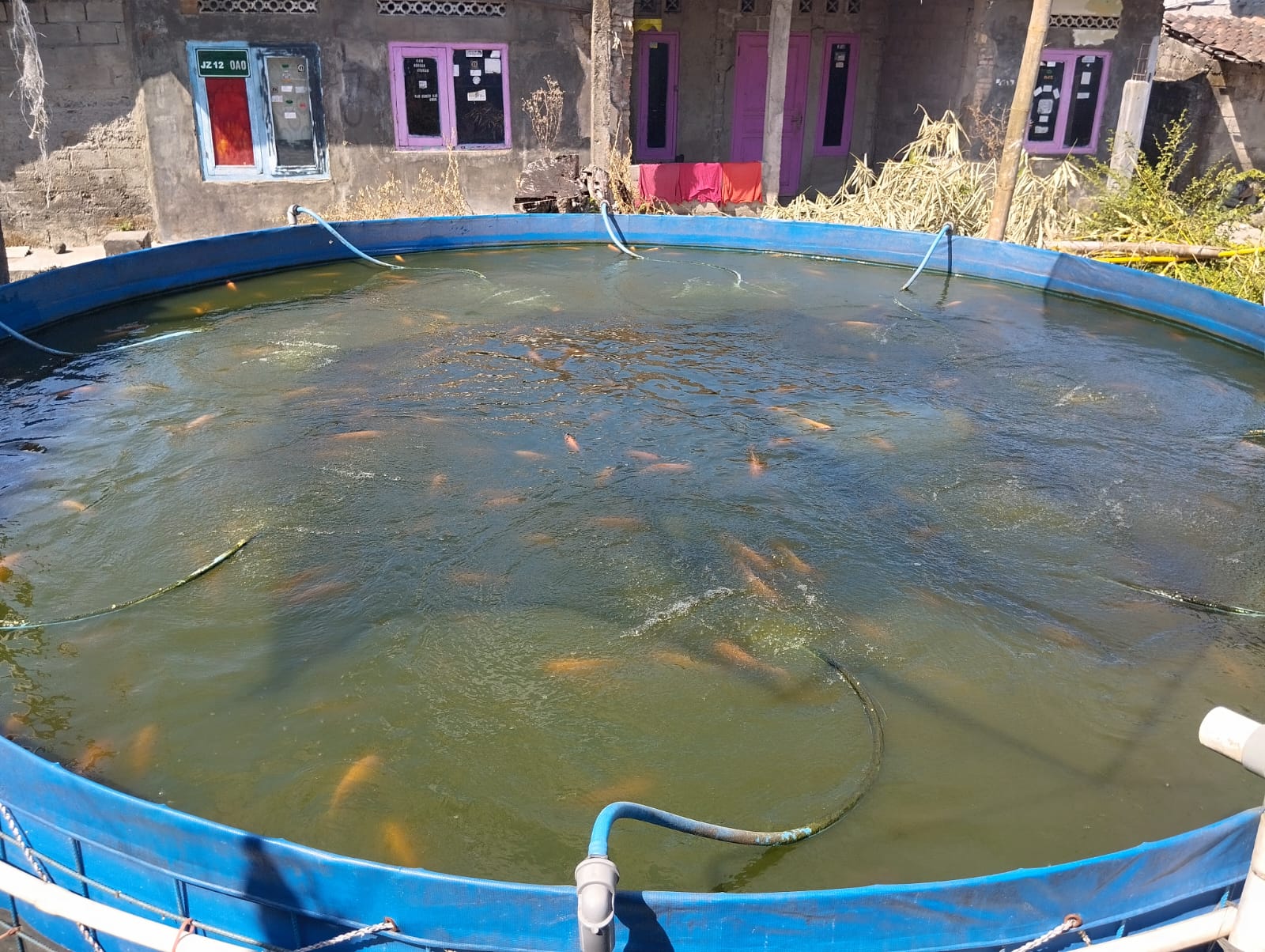 Peternakan Ikan Nila Pak Pur