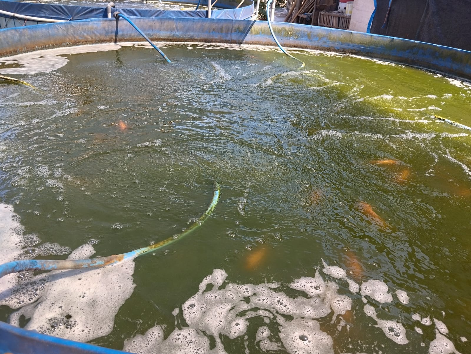Ikan Nila Konsumsi (sortir 3–4 ekor/kg)
